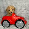 Ckc teacup Maltipoo