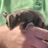 2 yr old Male sugar glider and 2 3 mo old males