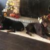 akc doberman stud!