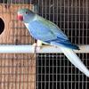 Opaline Clear Tail Violet Indian Ringneck