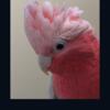 LOOKING FOR A OLDER ROSE BREASTED COCKATOO 
