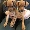 Miniature Pinscher puppy