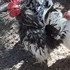 Araucana, booted Bantam, Cemani and more