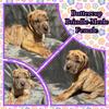 AKC Great Dane - Buttercup 