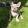 French Bulldog puppies looking for their new home!