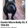Micro Bully XL
