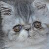 EXOTIC SHORTHAIR FEMALE