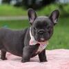 Akc $300 French Bulldog Puppies