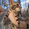 Male bengal kitten vermilion Ohio