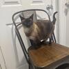 Gorgeous TCA Registered Siamese Kitten Born July 16th