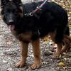 Akc long coat Germansheperd Puppies