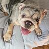 English bulldogs 