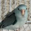 Parrotlets for sale young and adult