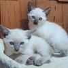 Traditional Siamese Female kittens