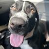 Blu the PuppyDog- Needs new home