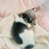 , Chihuahuas, Maltese, Pomeranian, French Bulldogs, Poodles
