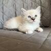 "SASHA" Female Seal mitted lynx ragdoll  TICA Registered