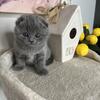 Friendly Scottish fold