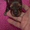 Miniature dachshund girl