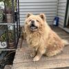 3 adult chows need good homes
