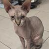 Stunning Canadian Sphynx Kitten – WCF Pedigree, Microchipped, Ready for New Home