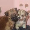 Chihuahua Puppies Long Hair
