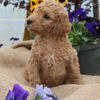 Female Standard Poodle