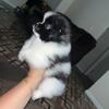 Pomeranian Puppy