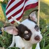 Chihuahua Pups For Sale in Florida!