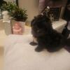 They are very Beautiful puppy''s they are call Shorkie''s a mixture of a Shih Tzu and a Yorkie