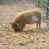 Price reduced Kune Kune Piglets 