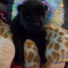 JETT IS AN ADORABLE PUREBRED CKC REG, BLACK FEMALE CHOW PUP 