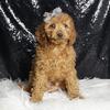 Adorable Cavapoo puppies Ready to go in Indiana! 