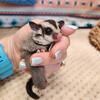 Baby Sugar Glider Joeys ready to go now