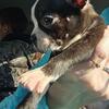 Boston terrier/ french bulldog