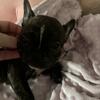 French bulldog puppies 