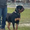 Rottweiler open for stud!