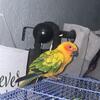 Female Sun Conure
