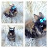  4 lionhead babies possible vienna carriers 