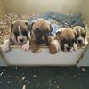 Puppies Available