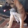 Belgian Malinois German Shepherd protection and service dog bloodlines!