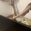 $5,500 Green Iguana & Complete Setup. Price Negotiable 🦎 (West Covina, CA)