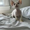 Devon rex kitten