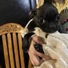 DESIGNER BREED BUGG PUPPIES Ready For New Home Brindle Color Female and Male