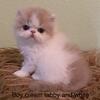 Persian cat  exotic cfa