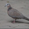 Chinese Spotted lace neck turtle doves