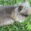 Lionhead Rabbit