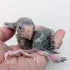 Hand fed Kakariki- Sweet Babies!