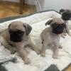 Purebred Pug Puppies for Sale 🐶 