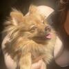 3 year old Pomeranian boy needs a new home